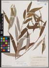 Foto von Salix excelsa S. G. Gmel.